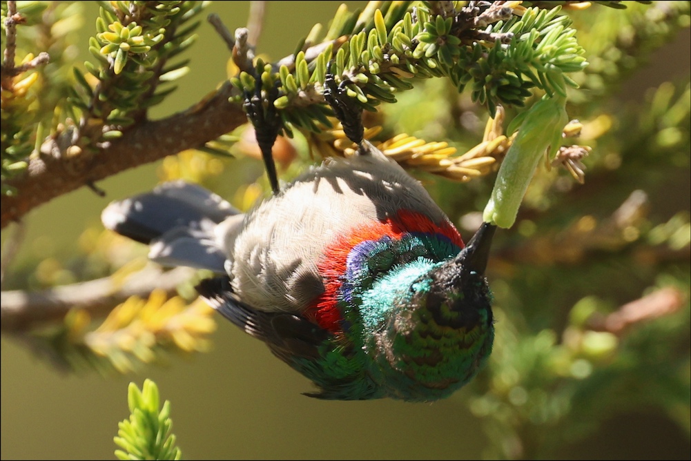 Southern Double-collared Sunbird