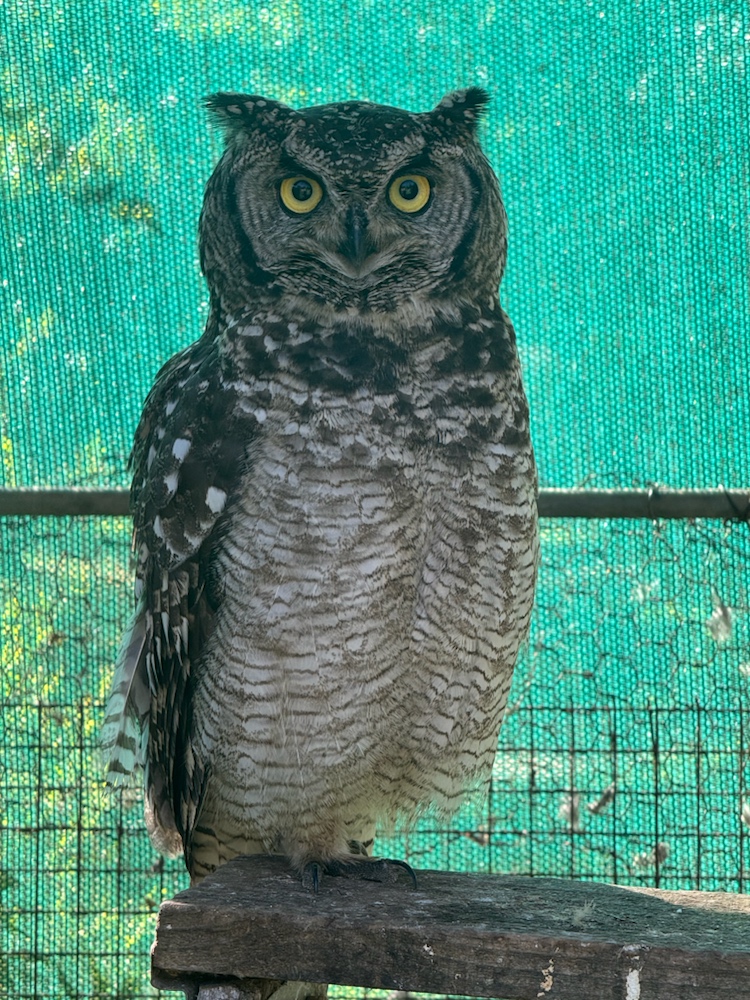 Spotted Eagle-Owl female with broken wing