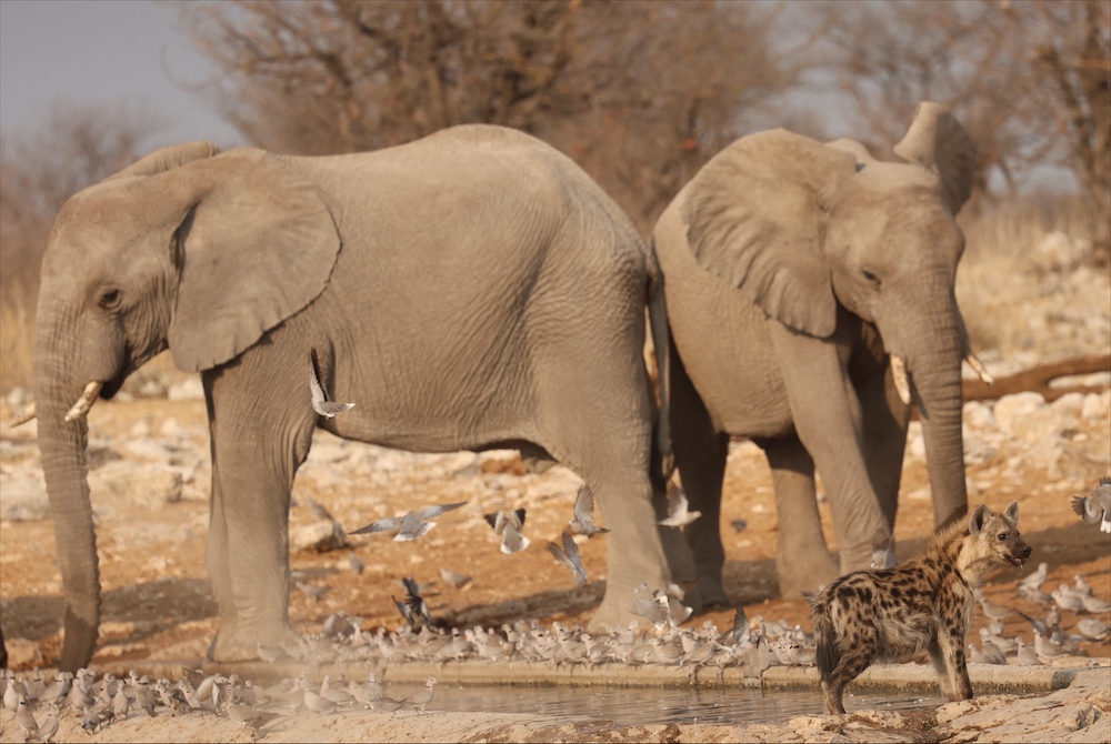 Spotted hyena and elephants sharing water hole