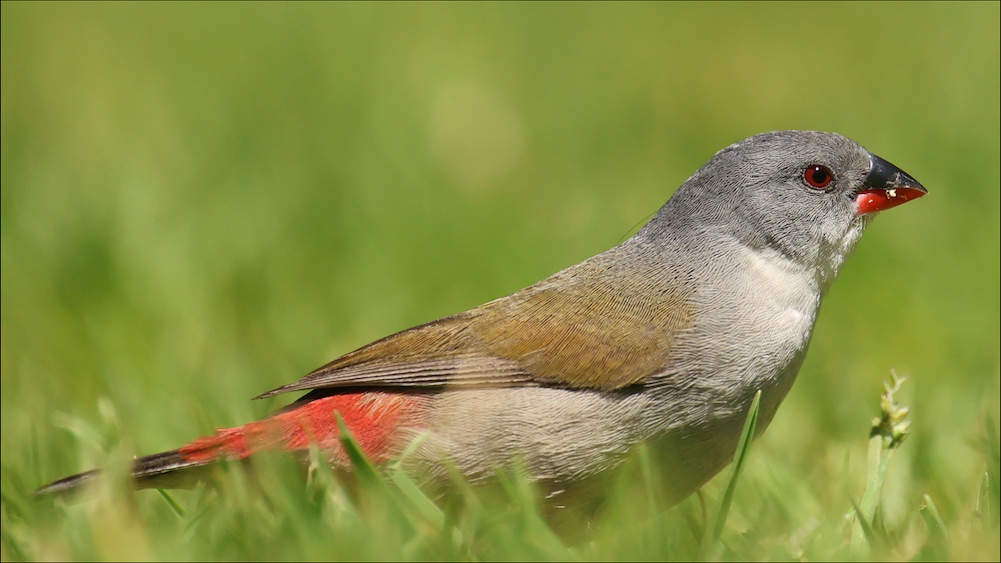 Swee Waxbill female
