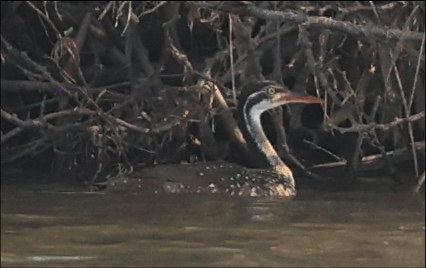 The elusive African Finfoot