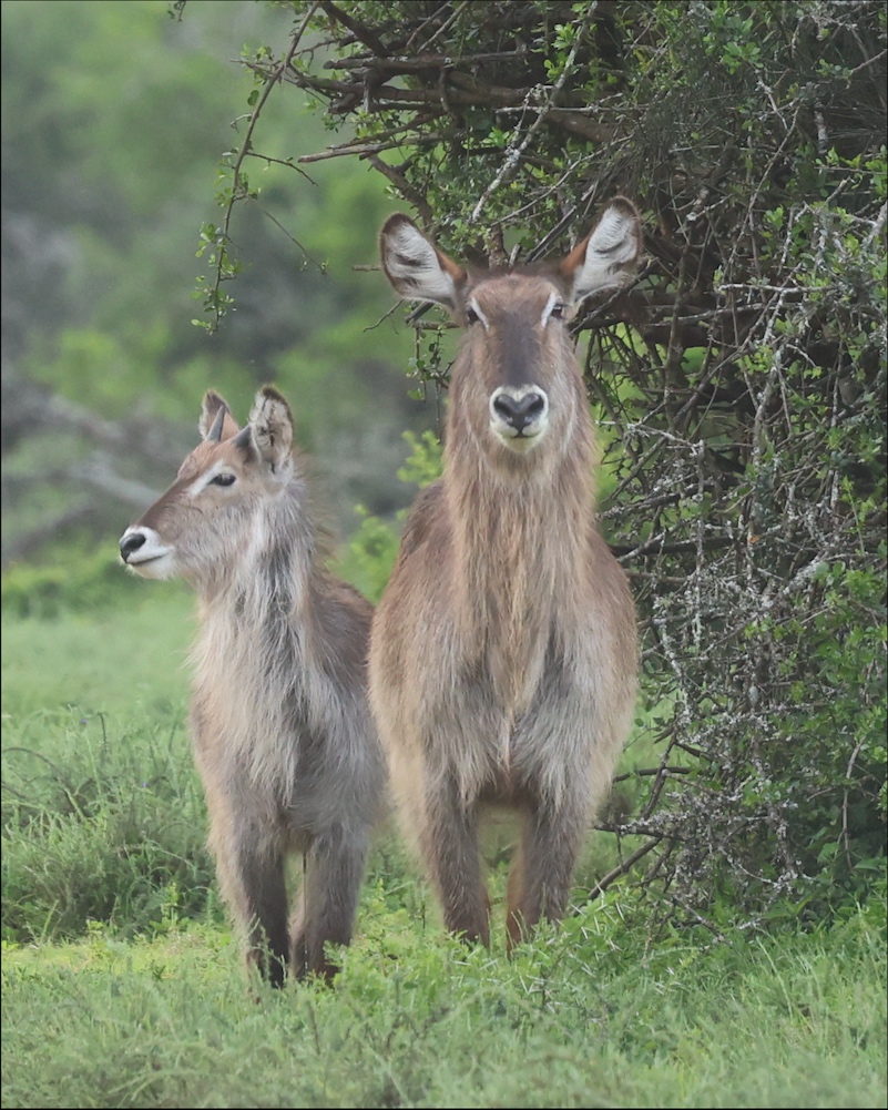 Two Waterbucks