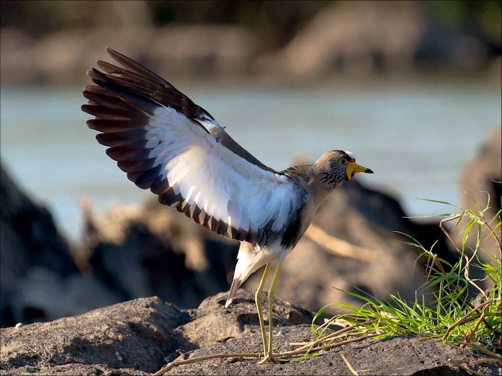 Wattled Lapwing flexing wings