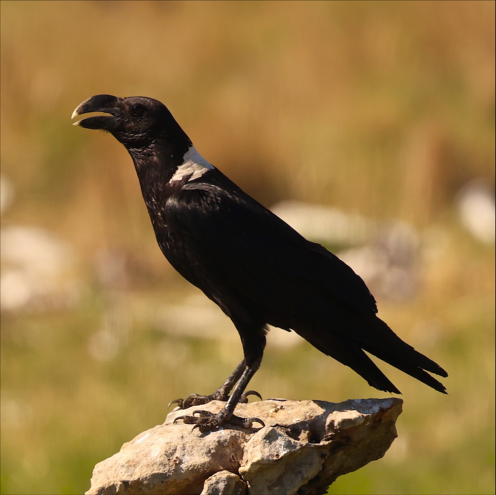 White-necked Raven